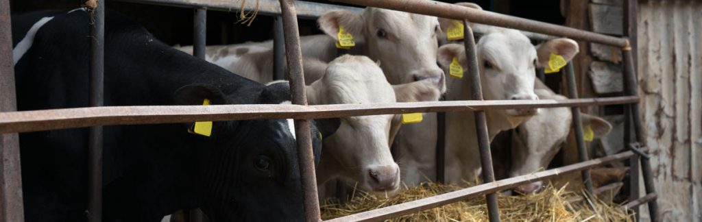 Dairy cows in barn