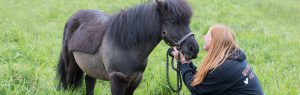 Black Shetland pony