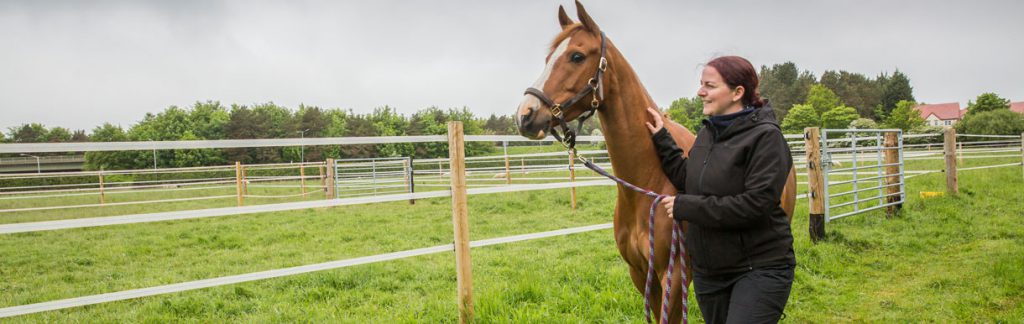 Brown horse with groom