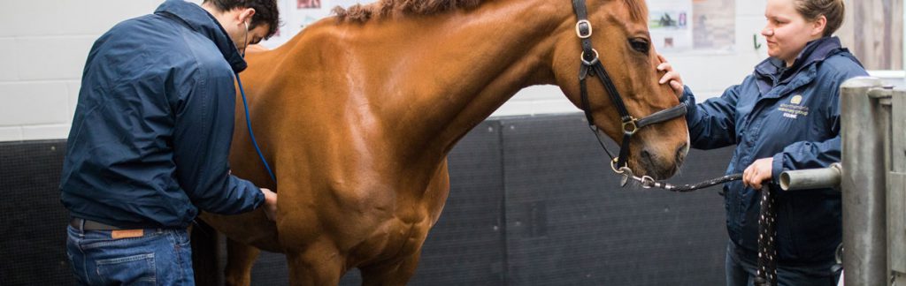 Vet and nurse with brown horse