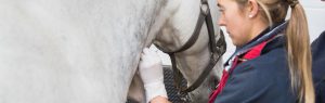 Vet vaccinating a horse