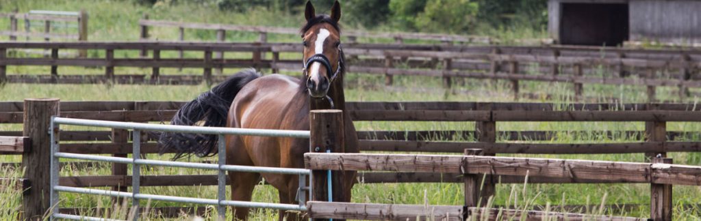 Horse in field