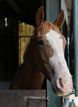 Horse looking out of stables