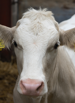 White calf looking at camera