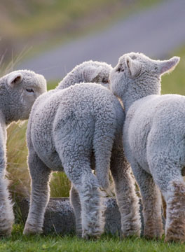 three lambs