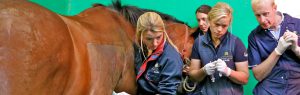 Equine Team, Alnorthumbria Veterinary Group