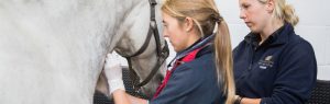 Grey Horse with Vet, Alnorthumbria Veterinary Practice