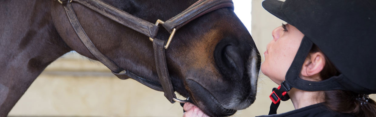 Veterinary care at equestrian events